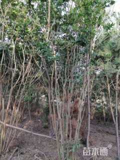 高度350厘米丛生紫薇