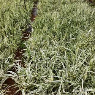 高度35厘米花叶芦苇