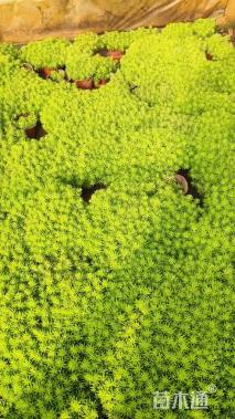 高度10厘米佛甲草