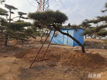 30公分造型油松