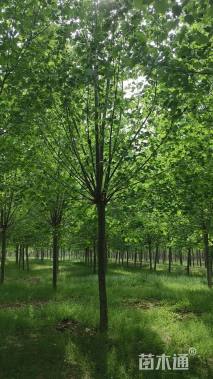 10公分红皮皂角