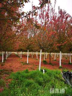 18公分绚丽海棠