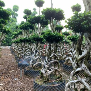 40公分造型小叶榕