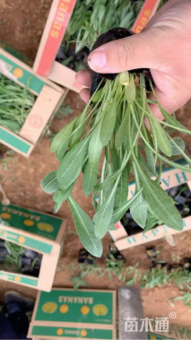 高度20厘米天人菊