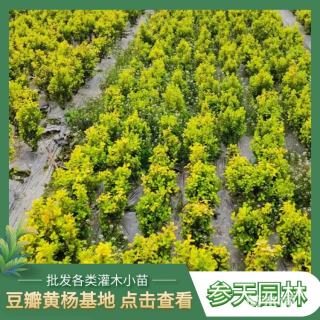 高度35厘米豆瓣黄杨