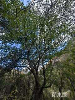 高度200厘米鸡嗉子果