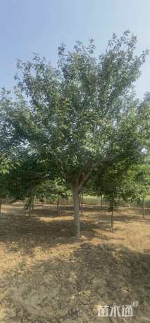 16公分日本晚樱