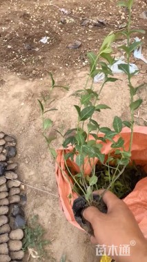 15厘米小叶扶芳藤