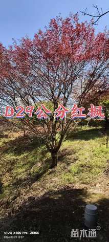 29公分红枫