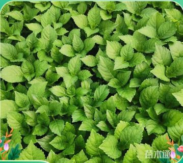 高度32厘米无尽夏绣球