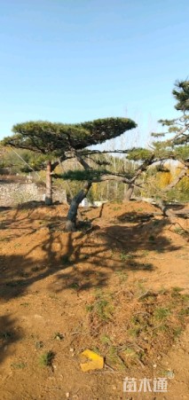 15公分造型油松