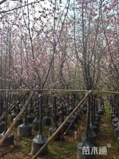 10公分云南樱花