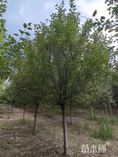 10公分绚丽海棠