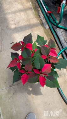 高度40厘米一品红