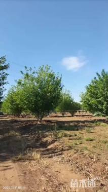 30公分丛生中国黄蜡