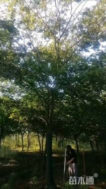 20公分朴树