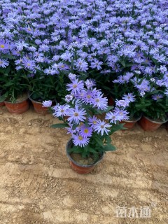 高度20厘米紫菀