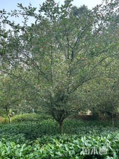 15公分垂丝海棠