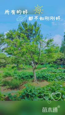 18公分中国红枫