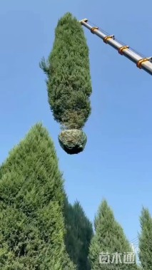 高度700厘米桧柏