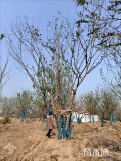 60公分丛生朴树