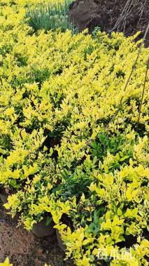 高度40厘米金森女贞