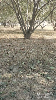 高度500厘米丛生丝棉木