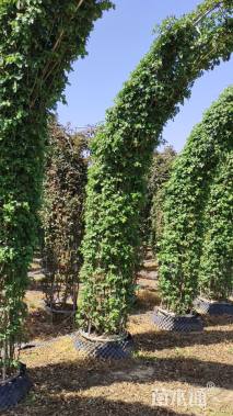 150公分造型月季