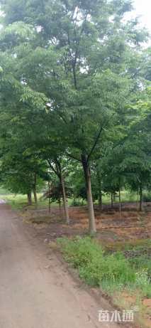 21公分榉树