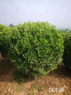 冠幅120厘米大叶黄杨球