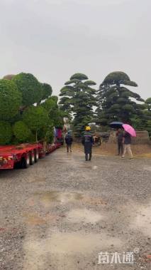 移栽苗造型罗汉松