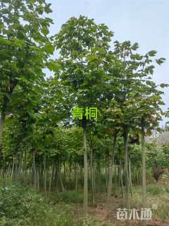 25公分青桐