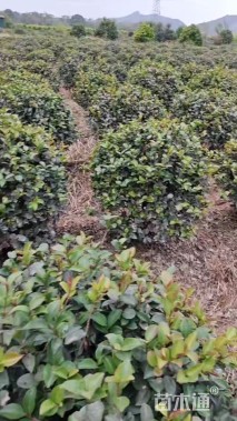 冠幅80厘米茶梅球