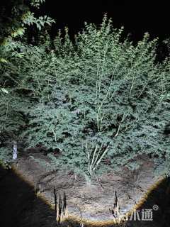 高度400厘米丛生鸡爪槭