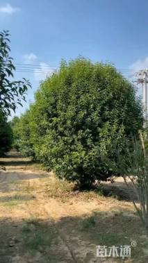 高度350厘米丛生大叶女贞