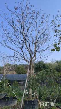 15公分紫花风铃木