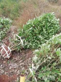 高度150厘米大叶黄杨柱