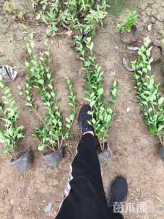 高度60厘米胶东卫矛