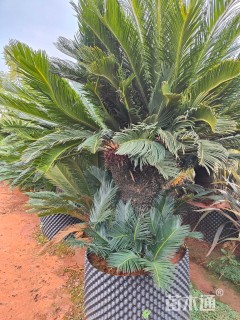 裸干高80厘米苏铁