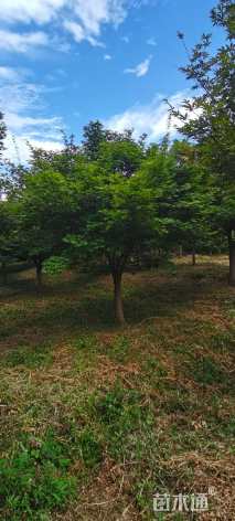 15公分中国红枫