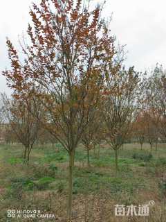 高度300厘米红花紫薇