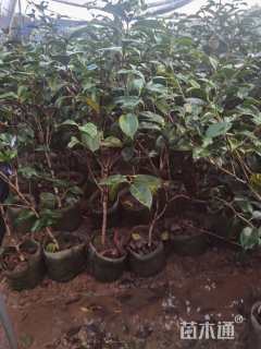 高度120厘米茶花