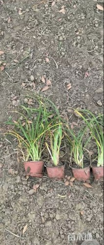 高度20厘米常绿萱草