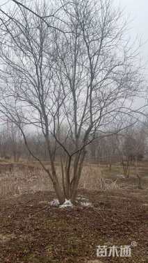 30公分(5杆)丛生乌桕