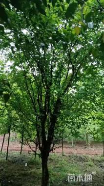 18公分木瓜海棠