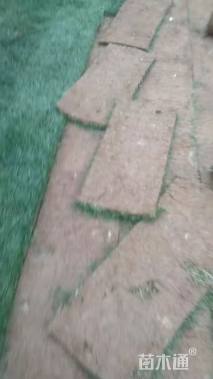 草卷状百慕大草