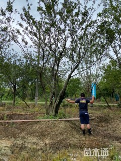 45公分丛生朴树