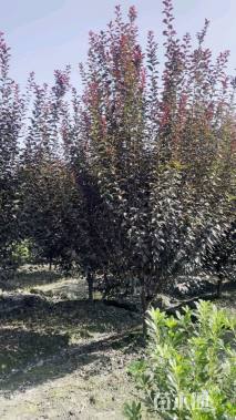8公分紫叶李