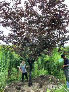 14公分紫叶加拿大紫荆