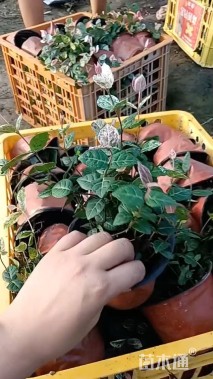 40厘米黄金络石